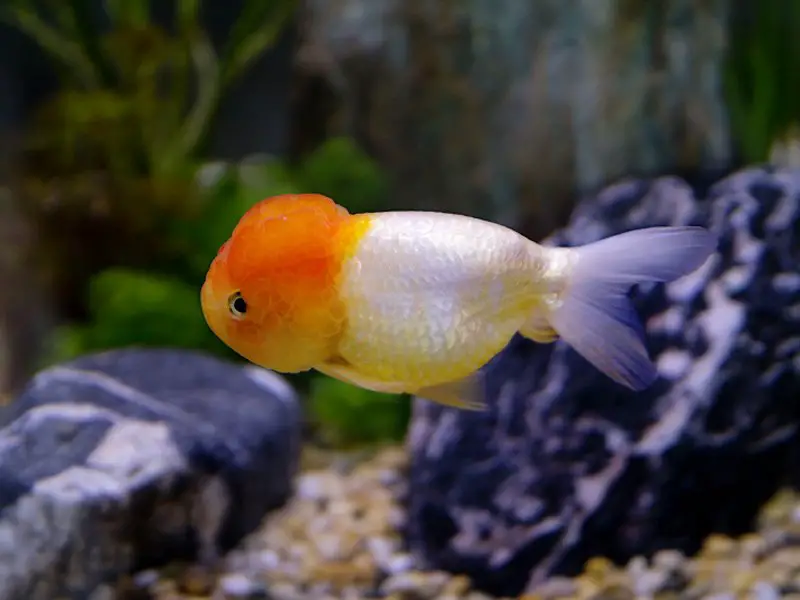 lionhead goldfish swimming in a home aquarium
