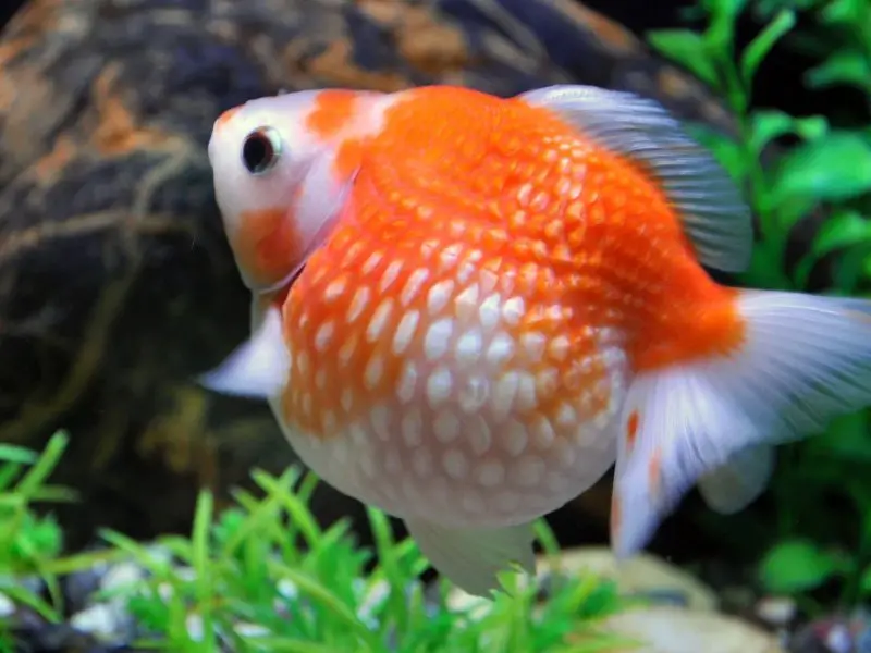 An egg-shaped pearlscale goldfish