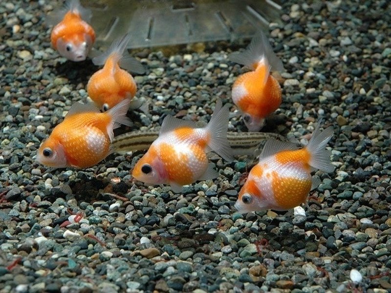 A group of pearscale goldfish swimming near the substrate