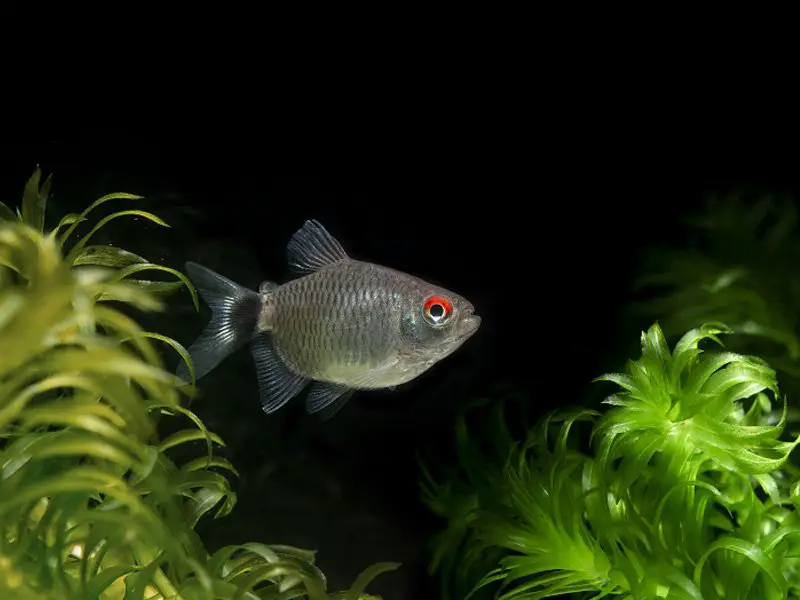 redeye tetra Appearance & Behavior