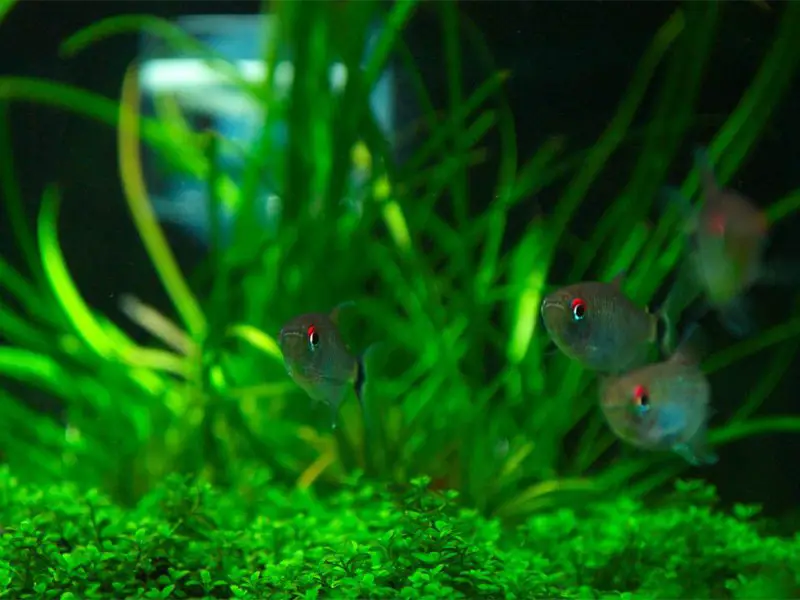 redeye tetra Care