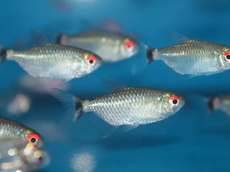 redeye tetra breeding