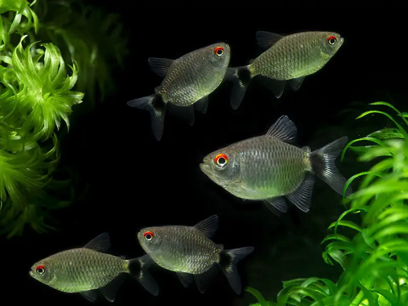 school of redeye tetra