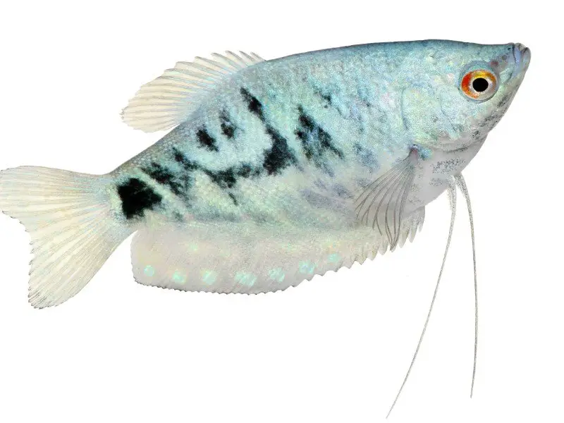 Powder Blue Gourami in the aquarium