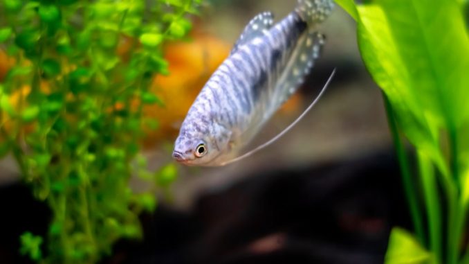 Powder Blue Gourami in the aquarium