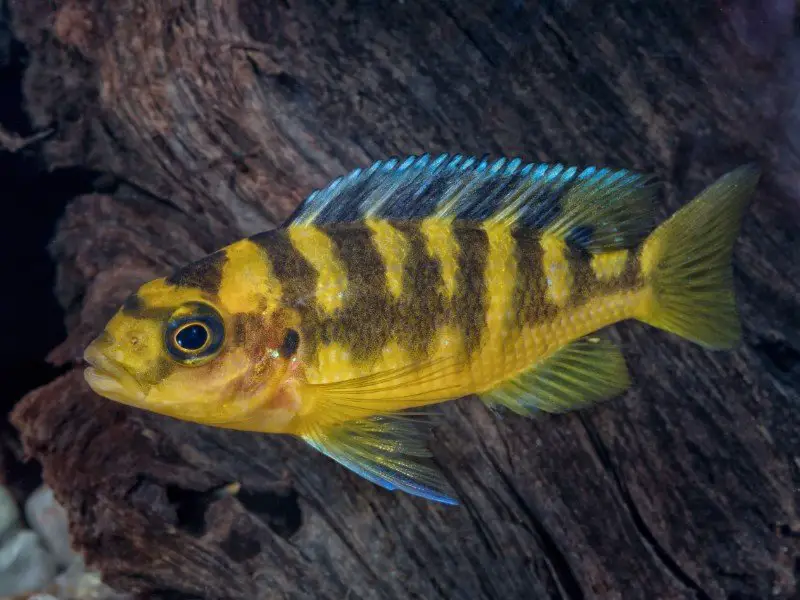 Bumblebee cichlid in an aquarium with submerged logs