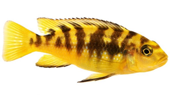 Brightly colored Bumblebee Cichlid
