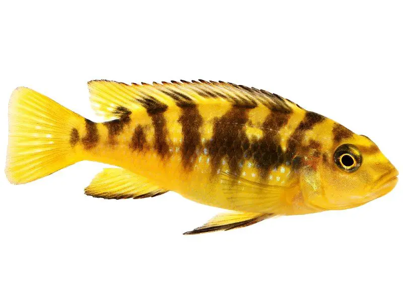 Brightly colored bumblebee cichlid