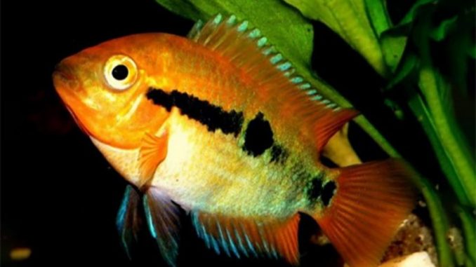 Herotilapia multispinosa