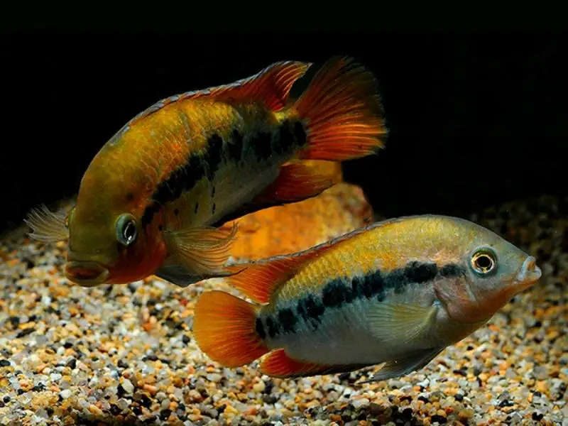 Herotilapia multispinosa appearance