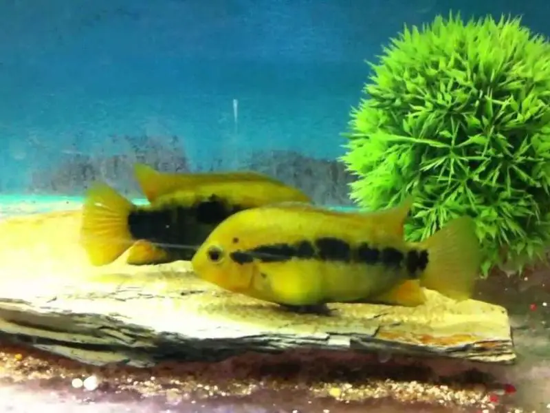 Herotilapia multispinosa breeding