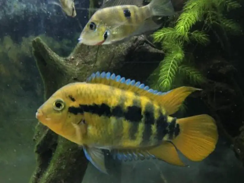 Herotilapia multispinosa tankmates