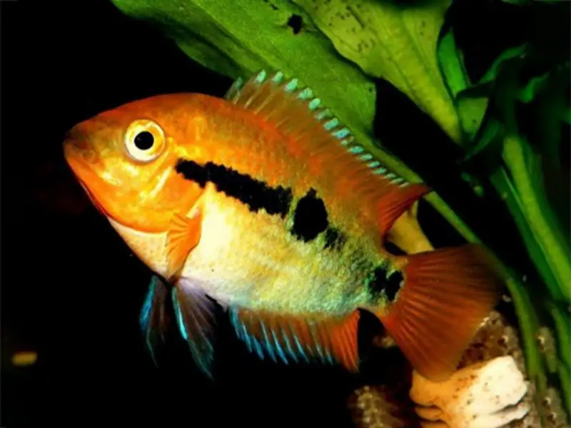 Herotilapia multispinosa