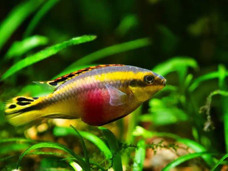 A colorful kribensis cichlid swimming among aquarium plants