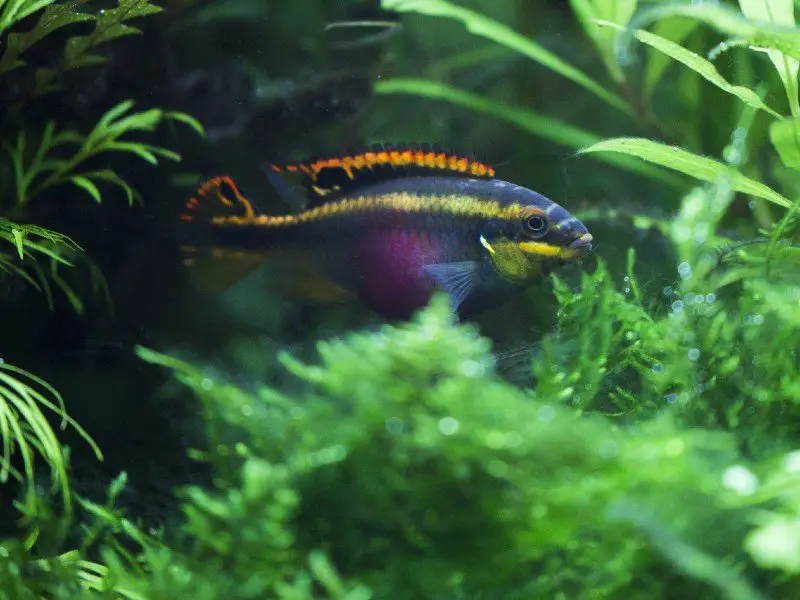 A uniquely colored kribensis cichlid hiding among aquarium plants