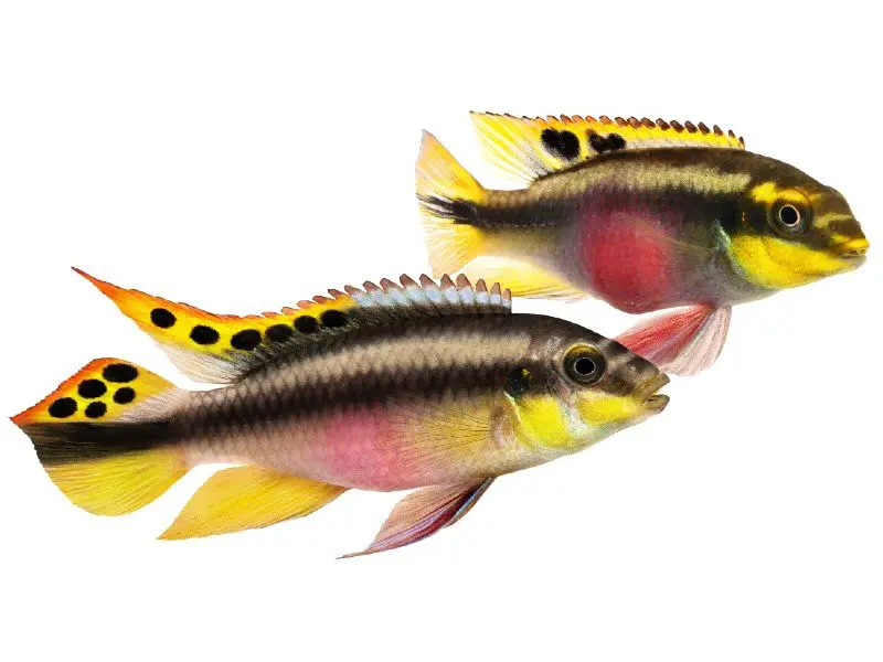 Two stunning kribensis cichlids 