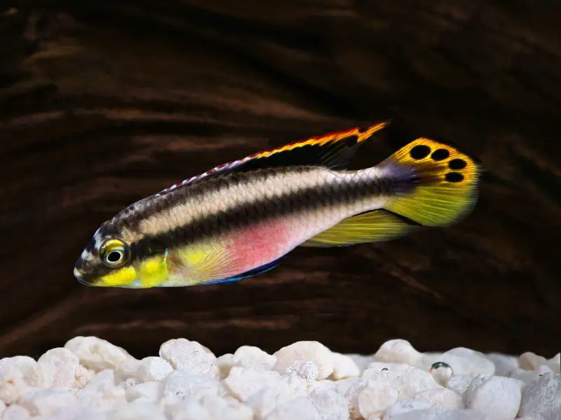 A rainbow cichlid swimming near rocky substrate in an aquarium