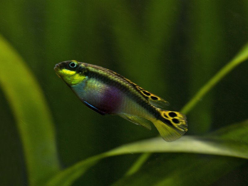 A small rainbow cichlid in a well-vegetated aquarium
