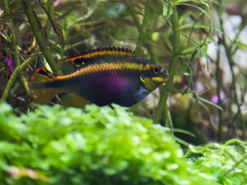 A rainbow cichlid among aquarium plants in the tank