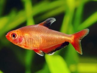 red phantom in aquarium