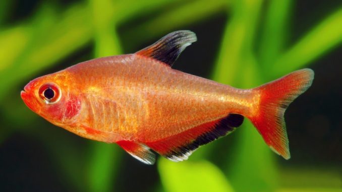 red phantom in aquarium