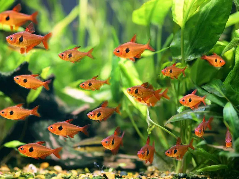 School of red phantom tetra