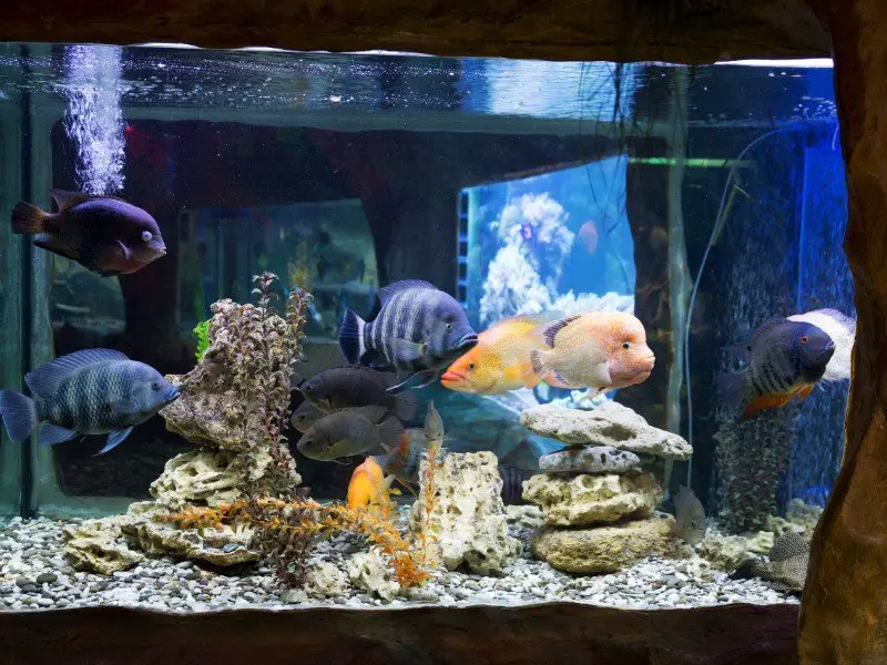 Two red terror cichlids in a well-decorated tank