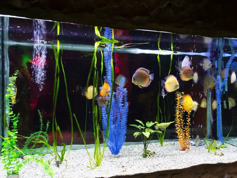 Several red terror cichlids in a home aquarium 