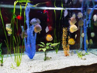 Red Terror Cichlid in aquarium