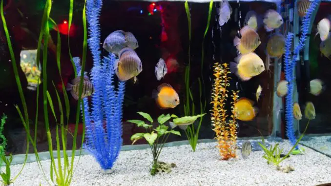 Red Terror Cichlid in aquarium