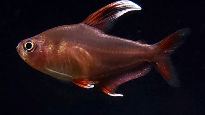 A closeup of a candy cane tetra