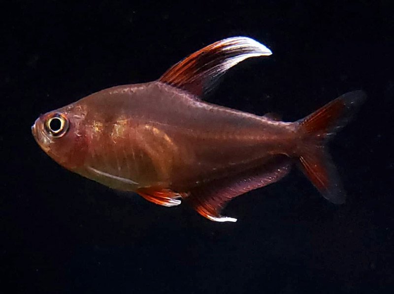 A closeup of a candy cane tetra