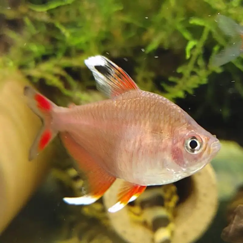 Candy cane tetra swimming in a planted tank