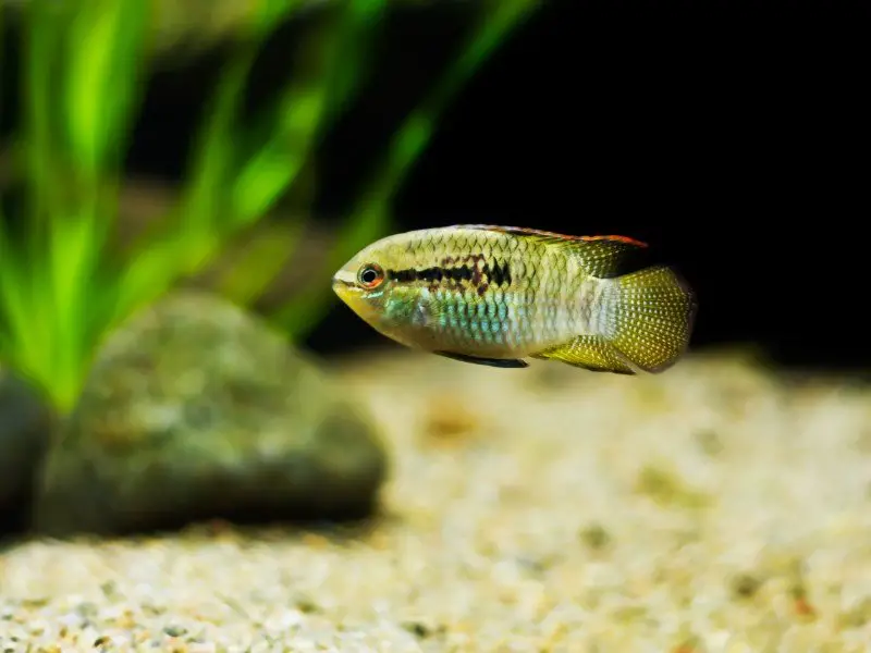 Dwarf cichlid at the bottom of the aquarium