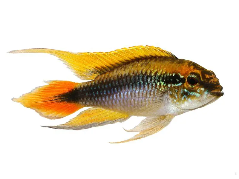 Dwarf cichlid in an aquarium