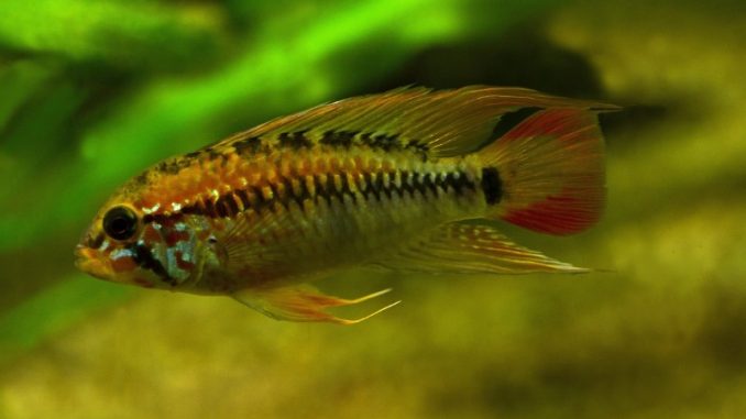 Dwarf Cichlid in the aquarium