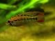 Dwarf Cichlid in the aquarium