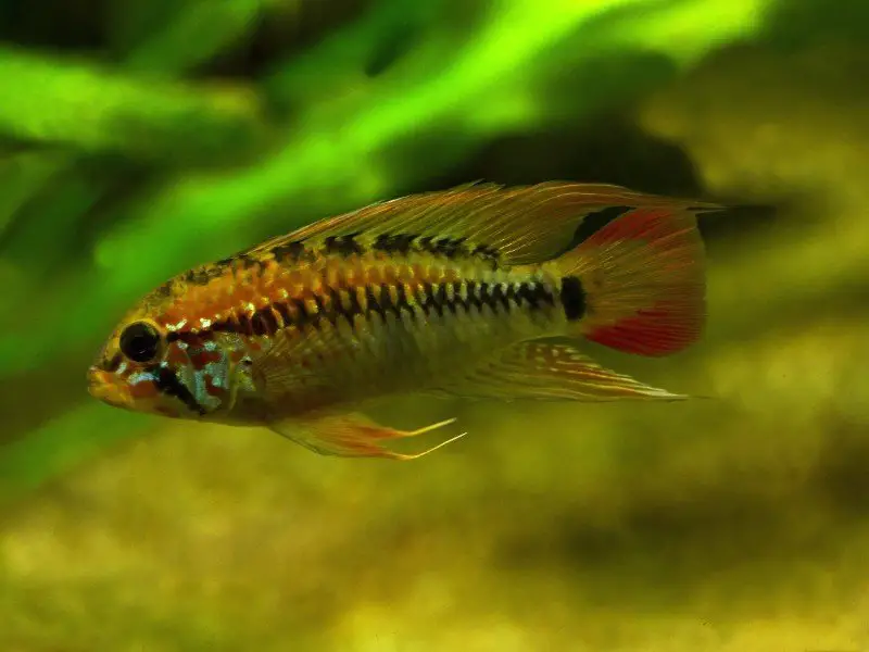 A dwarf cichlid in home tank