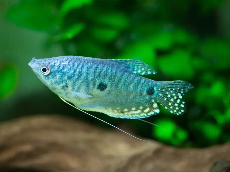 Three Spot Gourami in the aquarium