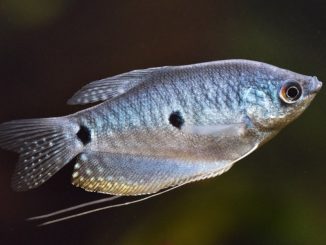 Three Spot Gourami in the aquarium