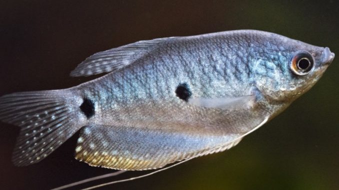 Three Spot Gourami in the aquarium