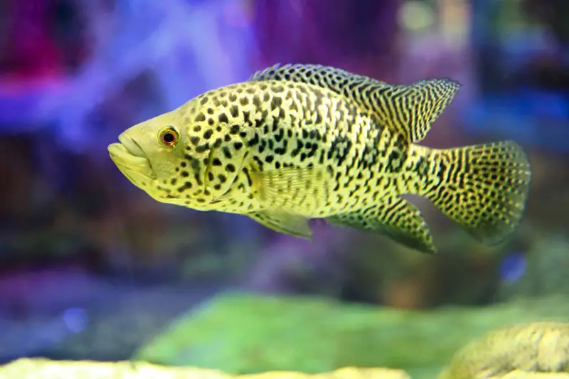 A large jaguar cichlid near the bottom