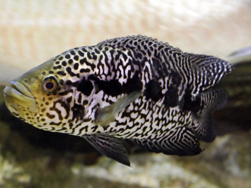 A close up of a large jaguar cichlid in an aquarium