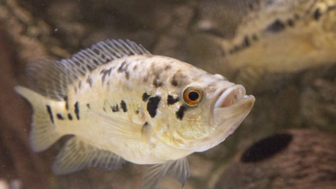 jaguar cichlid in aquarium