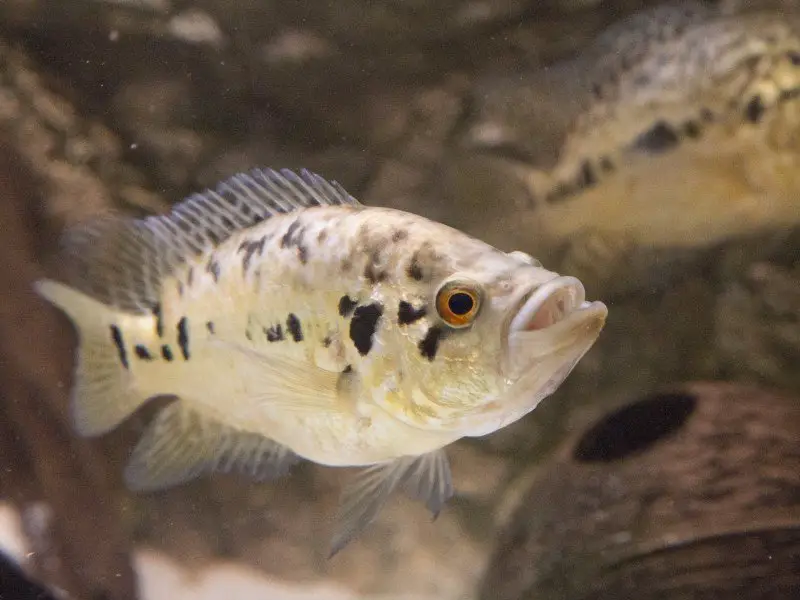 Two jaguar cichlids in a home aquarium