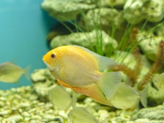 severum in the aquarium