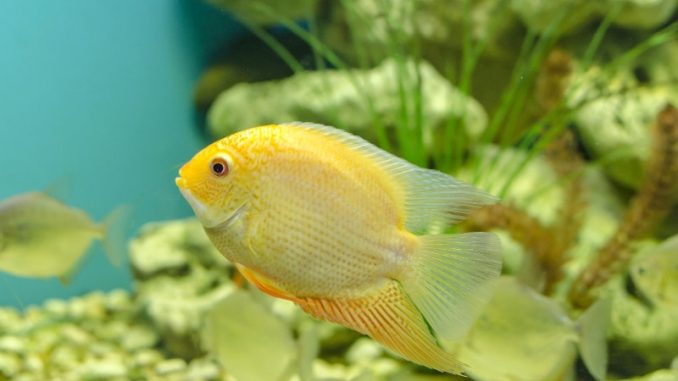 Severum Cichlid Care Guide & Species Profile severum in the aquarium