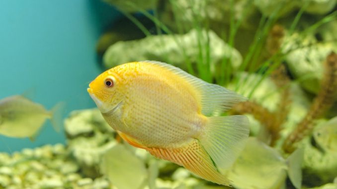 severum in the aquarium