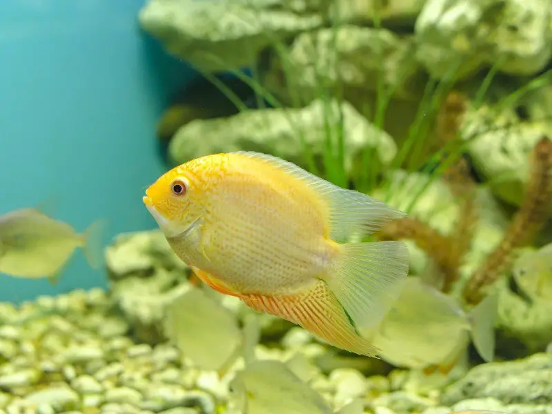 Yellow severum near the bottom of an aquarium