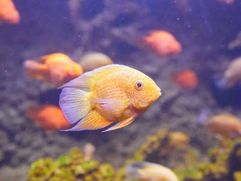A severum cichlid swimming near the substrate in a tank